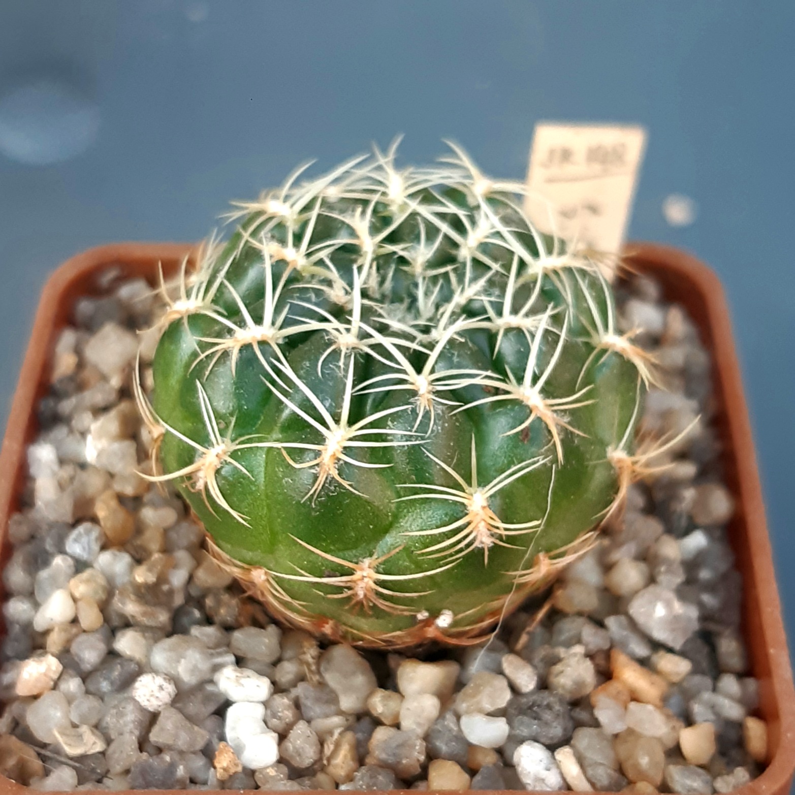 Sulcorebutia santiaginensis JK148