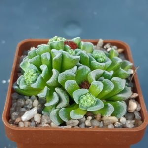 Crassula cv.'Celia'