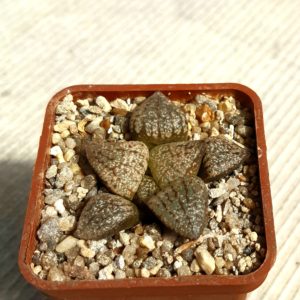 Haworthia picta Japan clone