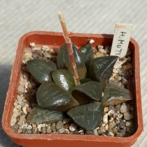 Haworthia mutica hybr