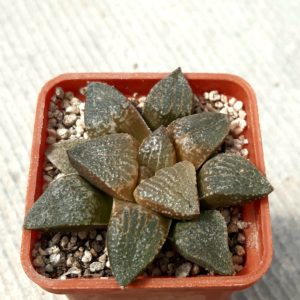 Haworthia hybrid