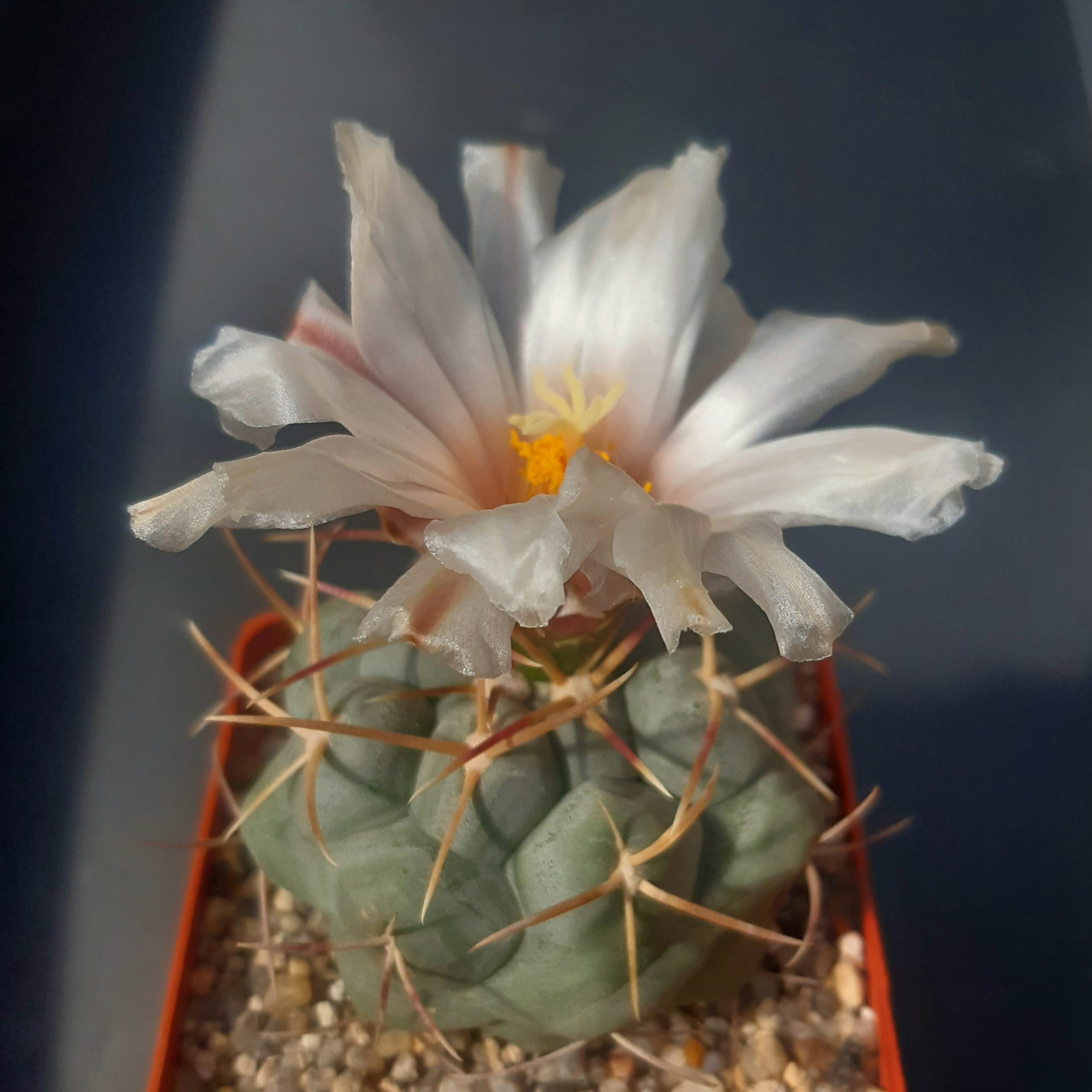 Thelocactus hexaedrophorus 'lloydii' SB113