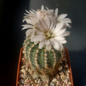 Gymnocalycium bruchii ssp. matznetteri (H.Amerhauser coll)