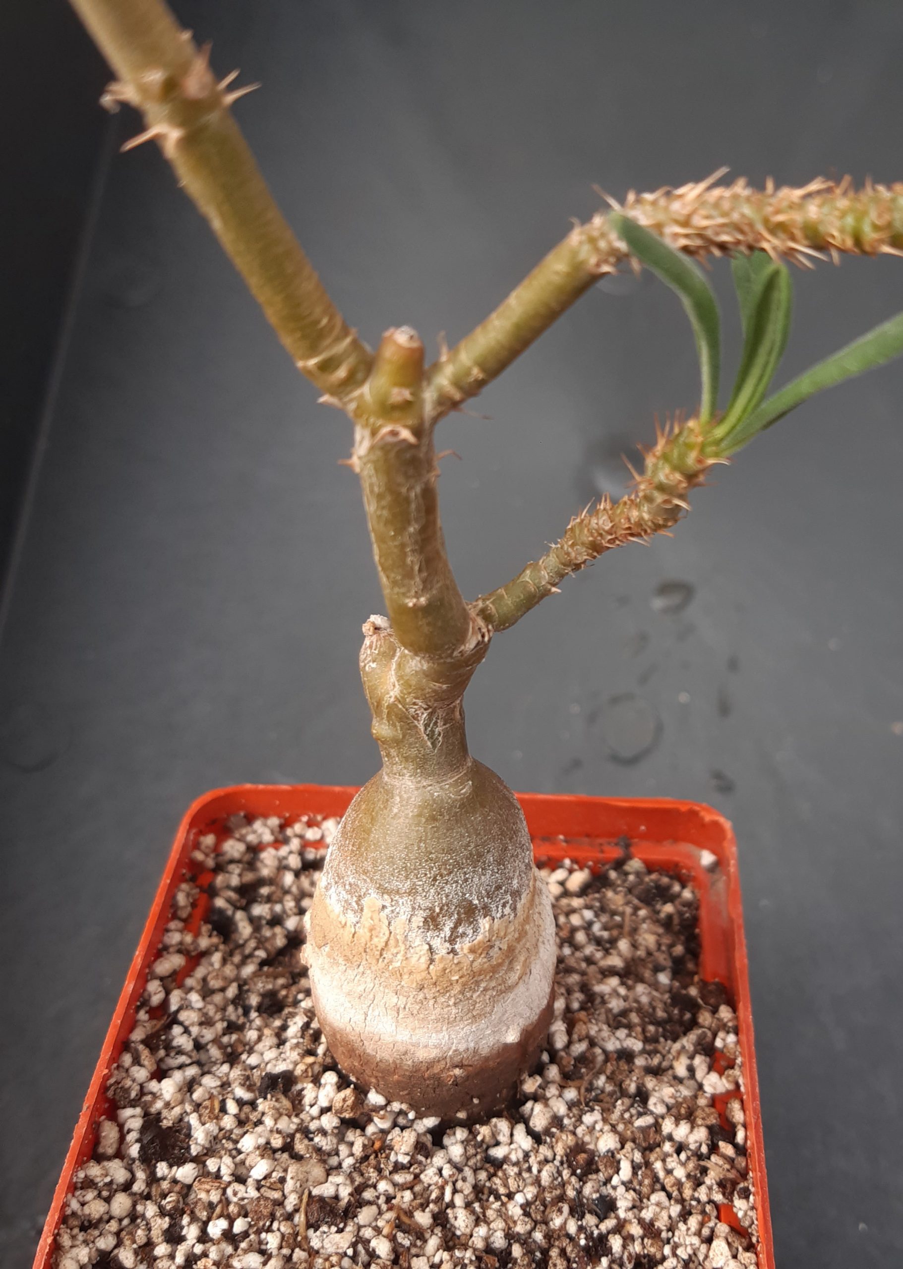 Pachypodium succulentum