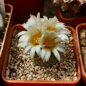 Strombocactus disciformis 'jamilae'