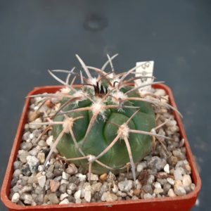 Gymnocalycium spegazzinii KFF1303 Las Torres, 1922m, Salta