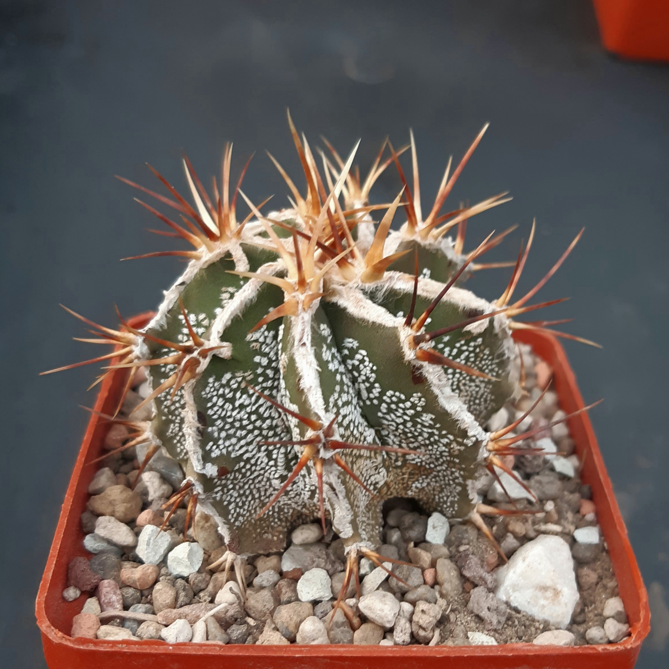 Astrophytum ornatum fukuryu 'hakujo'