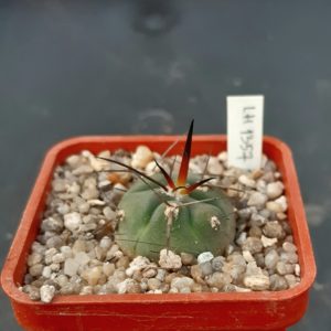Gymnocalycium armatum LH1357 Pajcho centro Tarija Bol