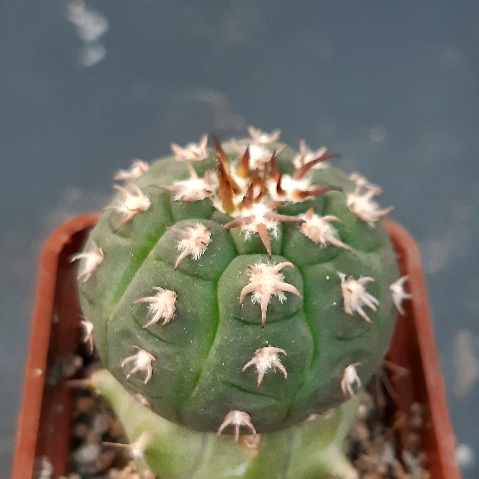 Gymnocalycium spegazzinii 'unguispinus' SL44B