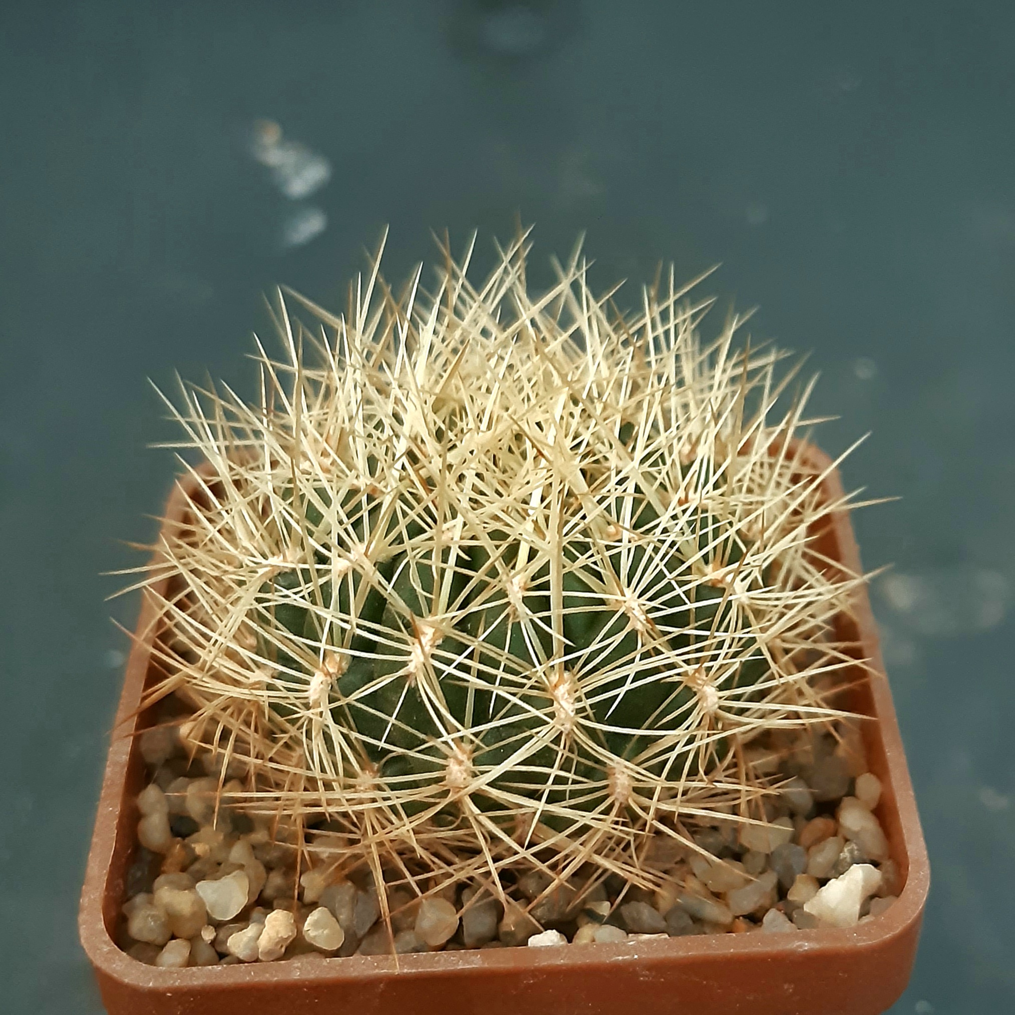 Sulcorebutia mentosa 'albissima' KK1567 Aiquile 2500m