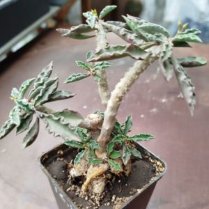 Euphorbia cap-saintmariensis