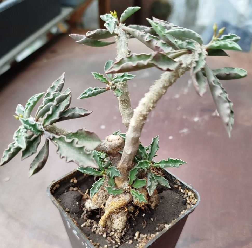 Euphorbia cap-saintmariensis
