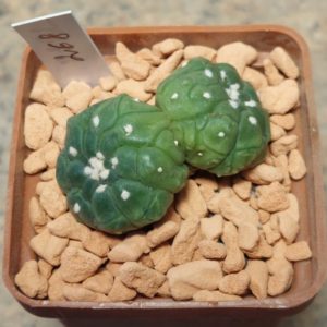 268 Astrophytum asterias ‘Kikko Lizard Skin’