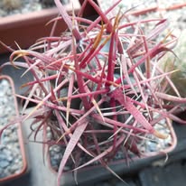 Ferocactus grasilis JMT 347 km 193 smer Laguna Chapala B.C. - exstra,  Matush