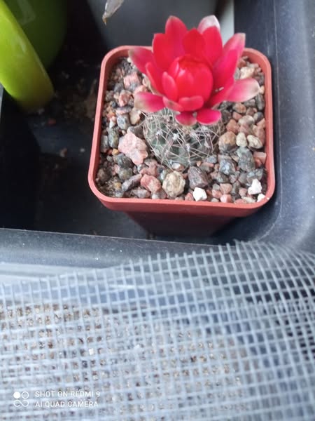 Gymnocalycium baldianum JPR 95 - 179/550 - El Alto, Catamarca, 1100 m.