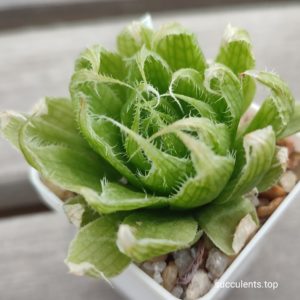 haworthia lockwoodii hybrid