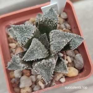 haworthia selection