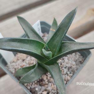 haworthia hayashy