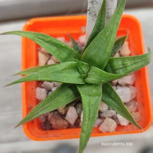 haworthia cv green ork