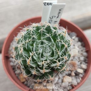 haworthia arachnoidea scabrispina