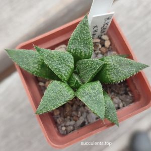 haworthia selection