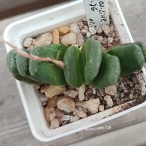 haworthia truncata limegreen hybrid