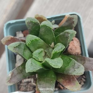 haworthia truncata hybrid