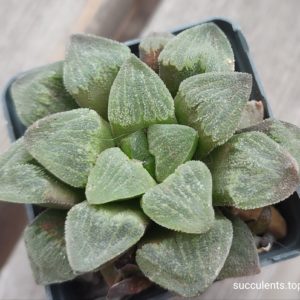 haworthia pygmeae crystalina pink