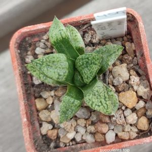 haworthia emelyae  picta GM259