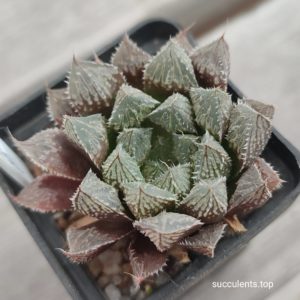 haworthia cv mirrorball