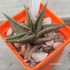 haworthia limifolia x limifolia black form x limifolia arcana