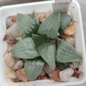 haworthia selection