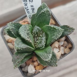 haworthia cv Alejandro