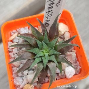haworthia parksiana