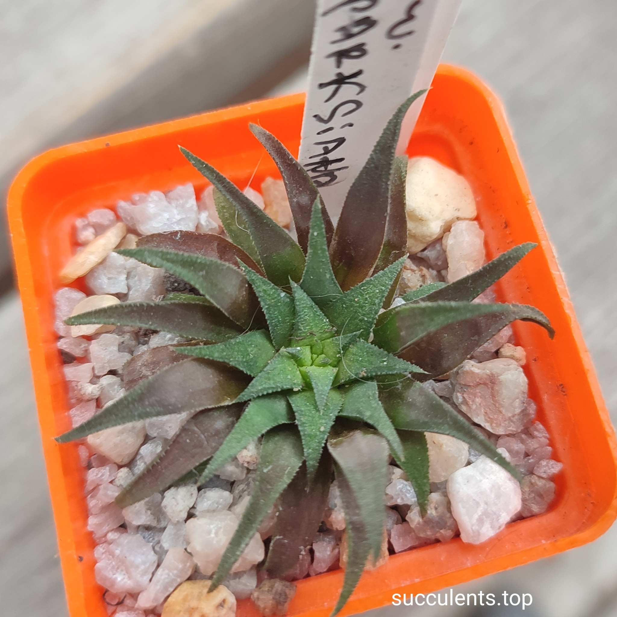 haworthia parksiana