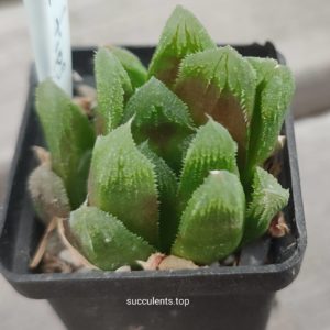 haworthia cv bristale Tips