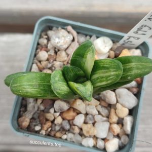 haworthia cv Gold Rush