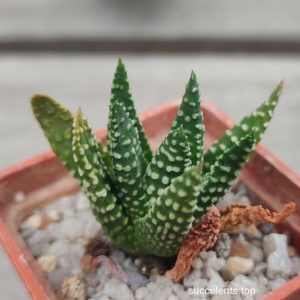 haworthia little donuts hybrid