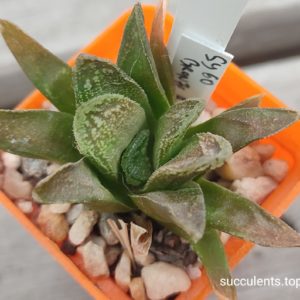 haworthia cv bronze age
