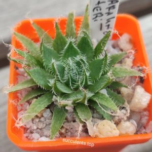 haworthia arachnoidea setata