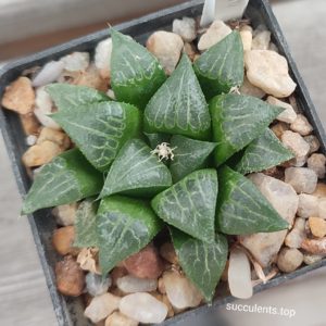 haworthia selection