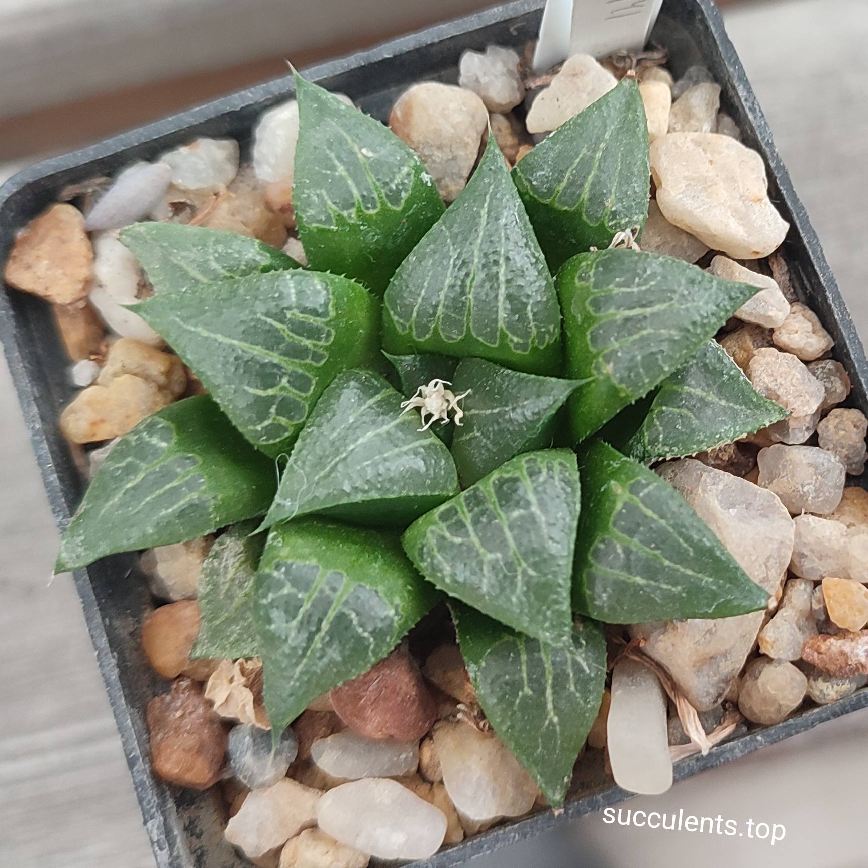 haworthia selection
