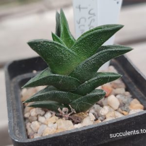 haworthia scabra hybrid