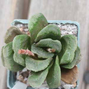 haworthia truncata hybrid