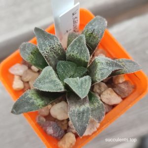 haworthia selection