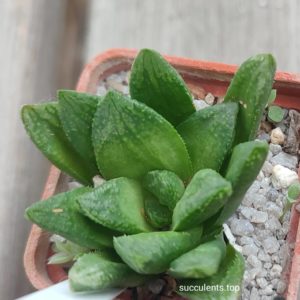haworthia hybrid