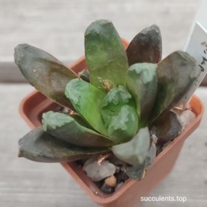 haworthia maughanii hybrid