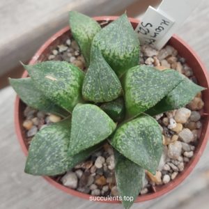 haworthia comptoniana S22