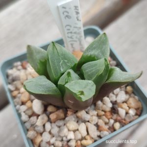 haworthia cv Ice city