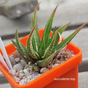 haworthia reinwardtii variegated